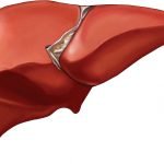 Liver original Getty